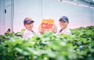 Toyota Cultivates Strawberries and Cherry Tomatoes to Combat Climate Change