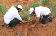 Apollo Tyres to Plant 100000 More Trees in India