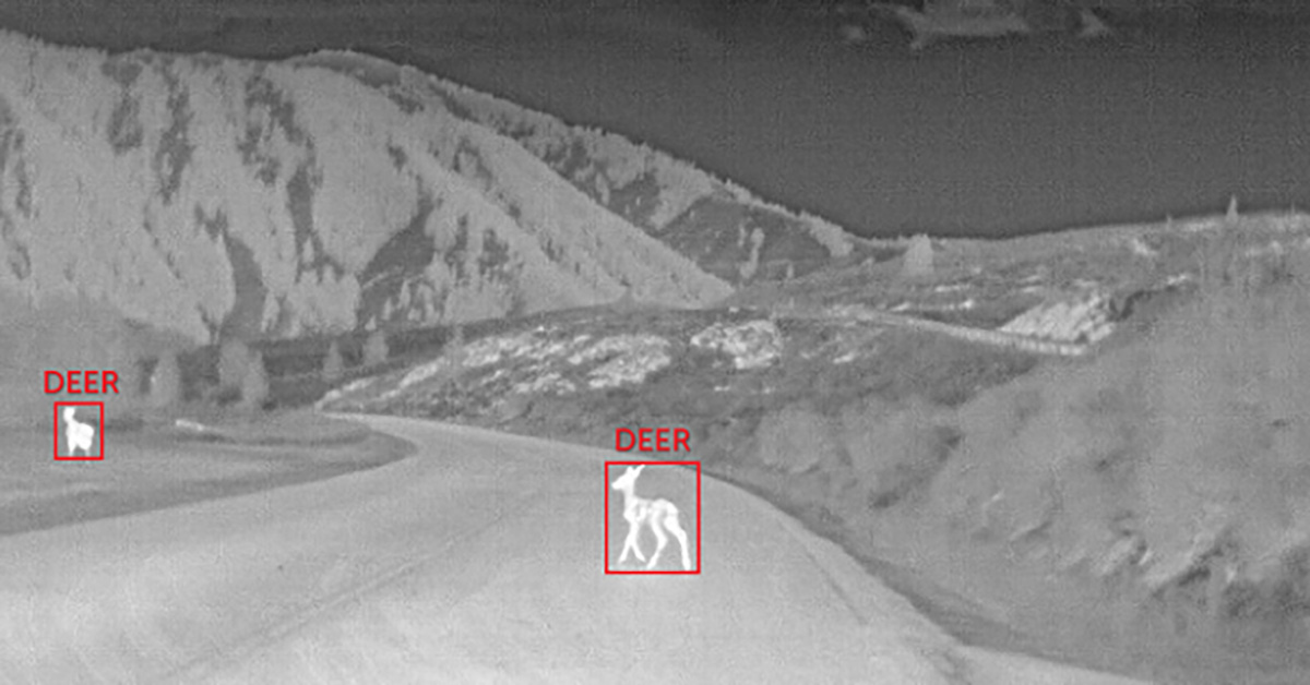 Thermal Imaging for Large Animal Detection to Help Reduce Wildlife Vehicle Collisions